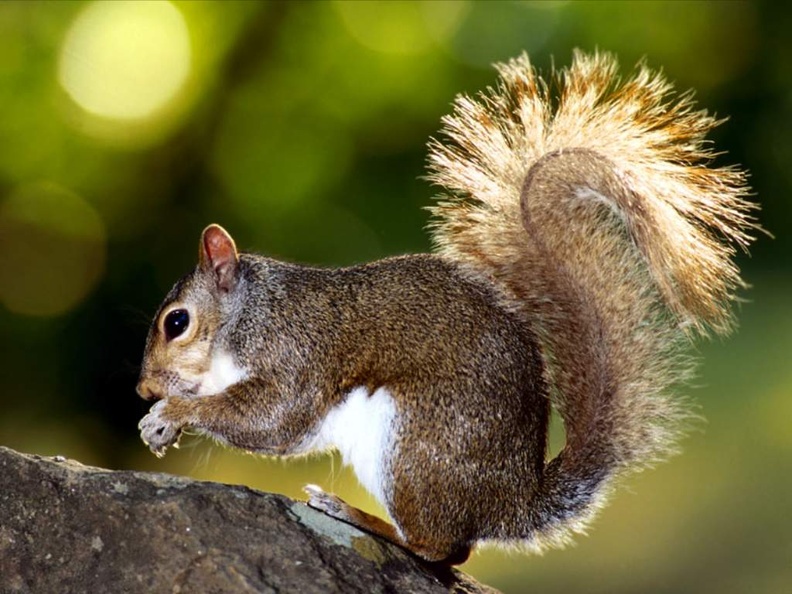Squirrel